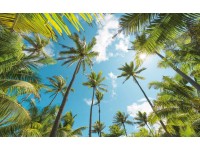 Vlies fotótapéta Coconut Heaven 450 cm x 280 cm
