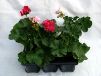 Állómuskátli 6-os pack Állómuskátli 6-os pack