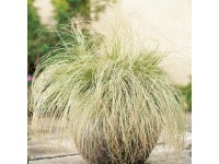 OBI új-zélandi sás 