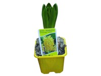 Jácint (Hyacinthus) 1 hagymás többféle színben