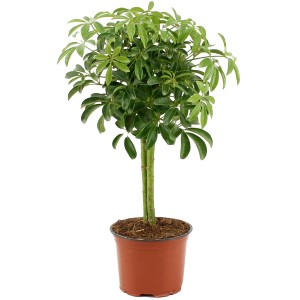 Sugárarália 'Luseana' cserépben, kb. 40 cm magas. Dekoratív szobanövény sárga-zöld lombozattal.