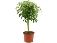 GROW by OBI Luseana sugárarália 40-45 cm magas Schefflera arboricola GROW by OBI Luseana sugárarália 40-45 cm magas Schefflera arboricola