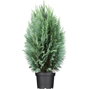 Oszlopos hamisciprus cserépben, kb. 30-40 cm magas, kékeszöld tűlevelek, oszlopos növekedés.