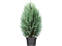 OBI hamisciprus OBI hamisciprus