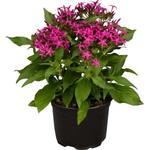 Pentas lanceolata cserépben, élénk rózsaszín virágokkal és zöld levelekkel. Cserepes növény konténerekbe.