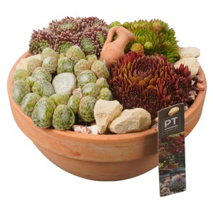 Varjúhájak elrendezése terrakotta cserépben (Ø 24 cm), különböző Sempervivum fajtákkal és kövekkel.