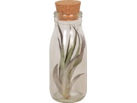 Szakállbromélia üvegben cserépátmérő: kb. 11 cm (Tillandsia ionatha)