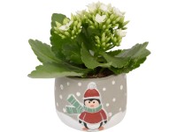 Korallvirág karácsonyi kerámia kaspóban cserépátmérő: kb. 6 cm