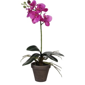 Lila mű Phalaenopsis növény cserépben, 48 cm magas. Dekoratív orchidea beltérre.