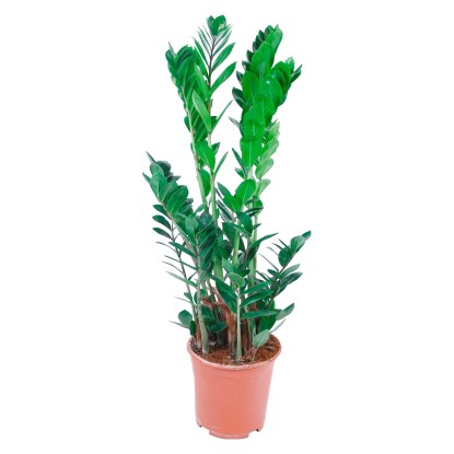 Zamioculcas cserépátmérő: kb. 19 cm