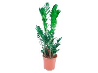 Zamioculcas cserépátmérő: kb. 19 cm