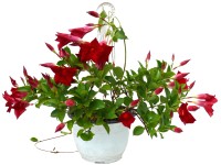 Tölcsérjázmin ampolna 22 cm-es cserépben