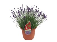 Közönséges levendula lila cserépátmérő kb. 26 cm Lavandula angustifolia