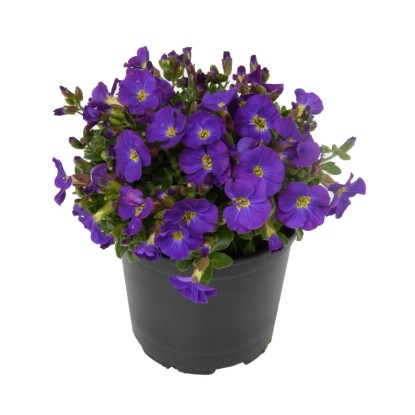 "Purple" pázsitviola lila cserépátmérő kb. 11 cm Aubrieta gracilis