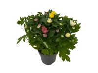 Krizantémtrió cserépátmérő kb. 12 cm Chrysanthemum Indicum Grp Krizantémtrió cserépátmérő kb. 12 cm Chrysanthemum Indicum Grp