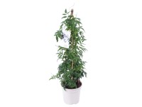 Jázmin piramis fehér magasság 60-70 cm cserépátmérő 17 cm Jasminum polyanthum Jázmin piramis fehér magasság 60-70 cm cserépátmérő 17 cm Jasminum polyanthum