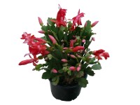 Karácsonyi kaktusz 11 cm-es cserépben Karácsonyi kaktusz 11 cm-es cserépben