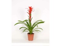 Bromélia különböző fajták cserépátmérő: kb. 15 cm