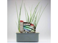 Porree Allium por. 6-os tál