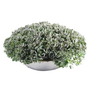 Sedum Orostachys cink edényben, beültetett tál kültéri használatra. Átmérő kb. 29 cm.