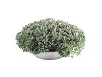 Varjúháj cinkcserépben cserépátmérő kb. 29 cm Orostachys