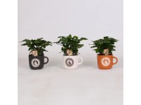 Kávécserje kávéspohárban átmérő kb. 12 cm Coffea arabica