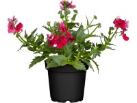 Vörösbegyvirág különböző színekben cserépátmérő kb. 11 cm Nemesia Vörösbegyvirág különböző színekben cserépátmérő kb. 11 cm Nemesia