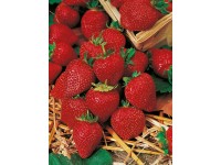 Kerti földieper cserépátmérő: kb. 9 cm Fragaria Kerti földieper cserépátmérő: kb. 9 cm Fragaria