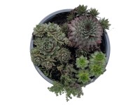 Kültéri pozsgások 3 darabos válogatás magasság kb. 5 cm - 10 cm Kültéri pozsgások 3 darabos válogatás magasság kb. 5 cm - 10 cm