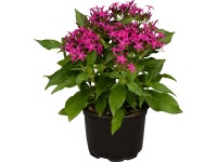 OBI egyiptomi csillagcsokor cserépátmérő kb. 21 cm Pentas lanceolata OBI egyiptomi csillagcsokor cserépátmérő kb. 21 cm Pentas lanceolata