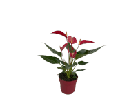 Anthurium Banderola Roja Piros szobanövény cserépátmérő kb. 10,5 cm Anthurium Banderola Roja Piros szobanövény cserépátmérő kb. 10,5 cm