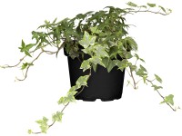 OBI borostyán cserépátmérő: kb. 13 cm Hedera OBI borostyán cserépátmérő: kb. 13 cm Hedera