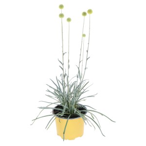 Gomolygó virág 'Golf Beauty' cserépben, kb. 40 cm magas, sárga gömbvirágokkal.