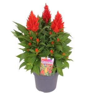 Piros Celosia virág cserépben, kb. 40-45 cm magas. Dísznövény kertbe és erkélyre.