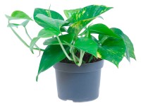 GROW by OBI Aranyos szobafutóka (Epipremnum pinnatum)