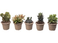 Giromagi pozsgás növény 3-féle változatban magasság kb. 10 cm - 15 cm