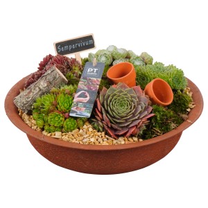 Varjúháj elrendezés barna cinktálban (Ø 30cm) különböző Sempervivum fajokkal.