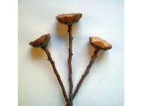 Protea Repens dekor virág Natúr 3 darab