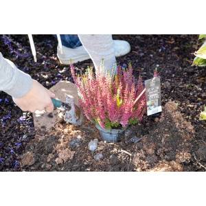 Háromszínű hanga (Calluna vulgaris) cserépben, a kertbe ültetve.
