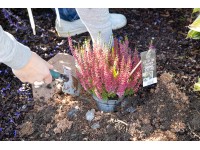 Pottburri csarab Beauty Ladies háromszínű cserépátmérő: kb. 13 cm Calluna vulgar Pottburri csarab Beauty Ladies háromszínű cserépátmérő: kb. 13 cm Calluna vulgar