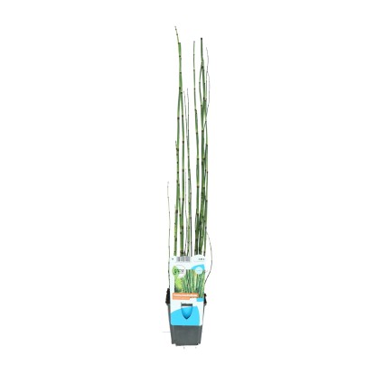 OBI japán zsurló cserépátmérő: kb. 9 cm Equisetum japonicum