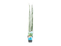 OBI japán zsurló cserépátmérő: kb. 9 cm Equisetum japonicum