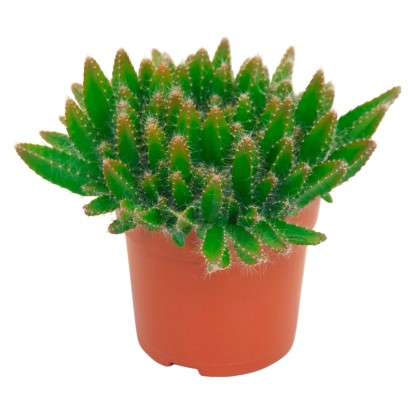 Sárkánygyümölcs cserépátmérő: kb. 10,5 cm