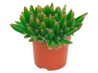 Sárkánygyümölcs cserépátmérő: kb. 10,5 cm Sárkánygyümölcs cserépátmérő: kb. 10,5 cm