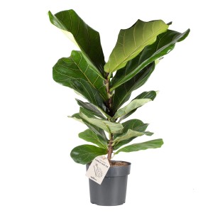 Hegedűlevelű fikusz (Ficus lyrata) cserépben, kb. 65-75 cm magas. Szobanövény nagy, zöld levelekkel.