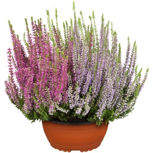 Hangafű 'Garden Girls' cserépben, kb. 23 cm Ø, rózsaszín és lila virágokkal.