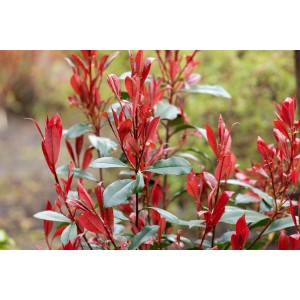 GROW by OBI Glanzmispel Carré Rouge, kb. 65 cm magas, élénkpiros levelekkel.