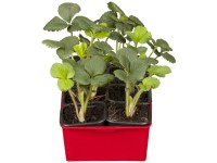 Ostara folytontermő kerti eper, 10 darabos tálca Ostara folytontermő kerti eper, 10 darabos tálca