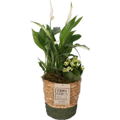 Kompozíció vitorlavirággal kosárban cserépátmérő: kb. 14 cm
