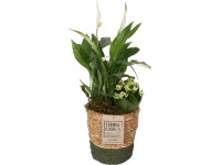 Kompozíció vitorlavirággal kosárban cserépátmérő: kb. 14 cm